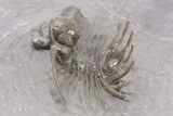 1" Unidentified Lichid Trilobite From Jorf - Belenopyge Like - #198999-3